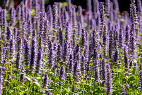 Selective focus of purple blue flower Korean mint in the garden, 
Blue Fortune or Agastache rugosa also known as wrinkled giant hyssop is an aromatic herb in the mint family, Nature floral background. photo