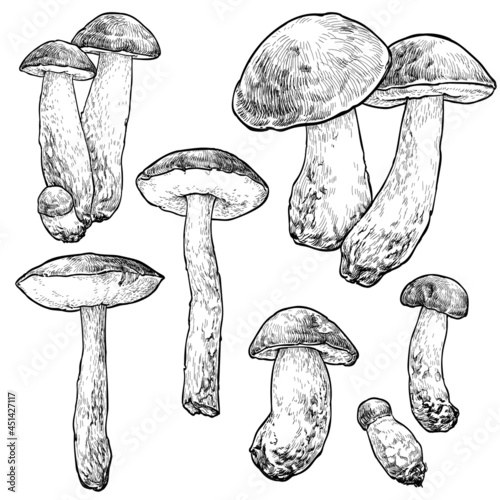 Boletus cup mushrooms set. Vector illustration of mushrooms on white background. Hand drawn style