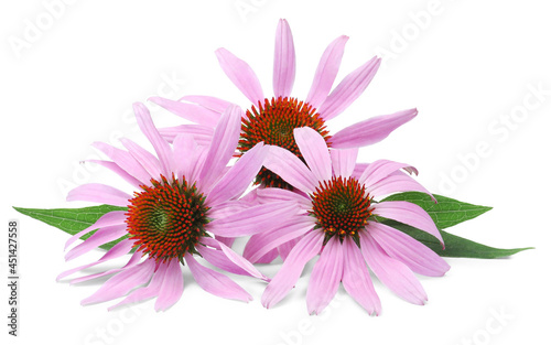 Beautiful blooming echinacea flowers with leaves on white background