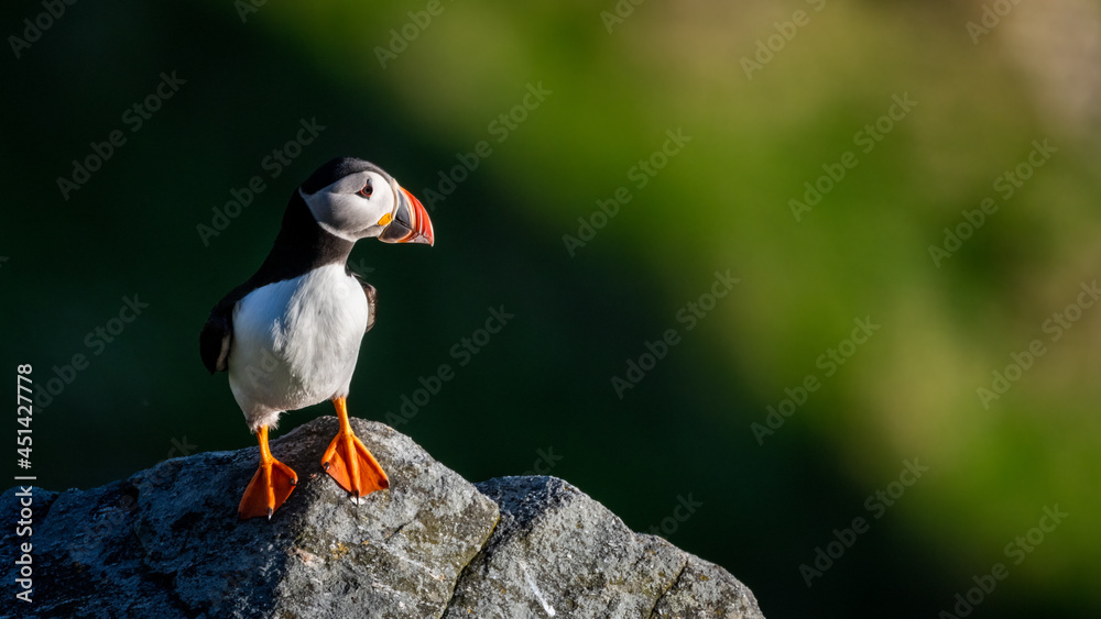 Fototapeta premium Atlantic puffin (Fratercula arctica) from Norway portrait with negative space 