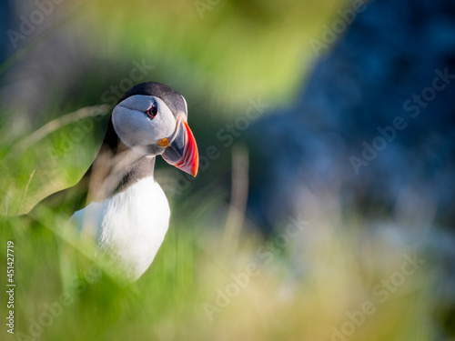 Atlantic puffin (Fratercula arctica) from Norway portrait with negative space  © CecilieBerganStuedal