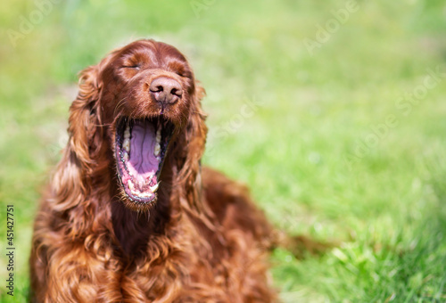 Happy laughing dog yawning in the grass. Funny pet face. © Reddogs