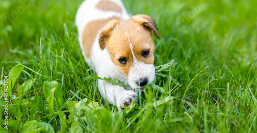 Banner of a cute pet dog puppy as walking and eating grass