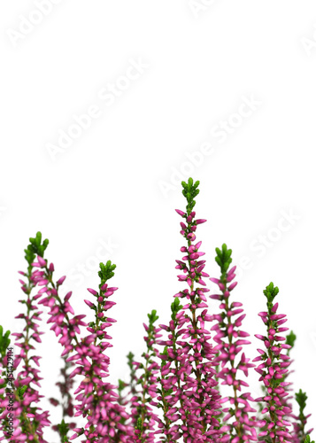 Heather flowers or Calluna vulgaris plant isolated on white background