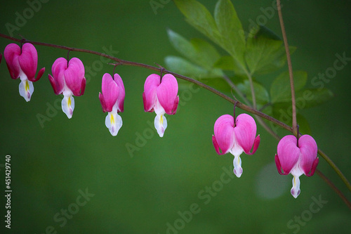 Bleeding Heart flowers ( Dicentra spectabilis). Also known as Venus s car, bleeding heart, or lyre flower. photo