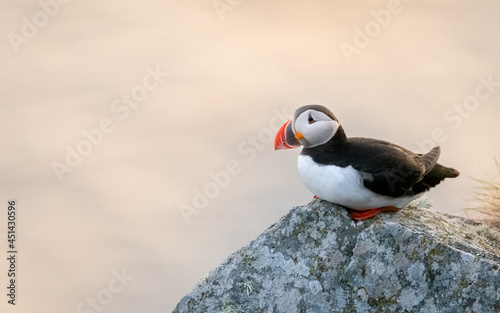 Atlantic puffin (Fratercula arctica) from Norway portrait with negative space 