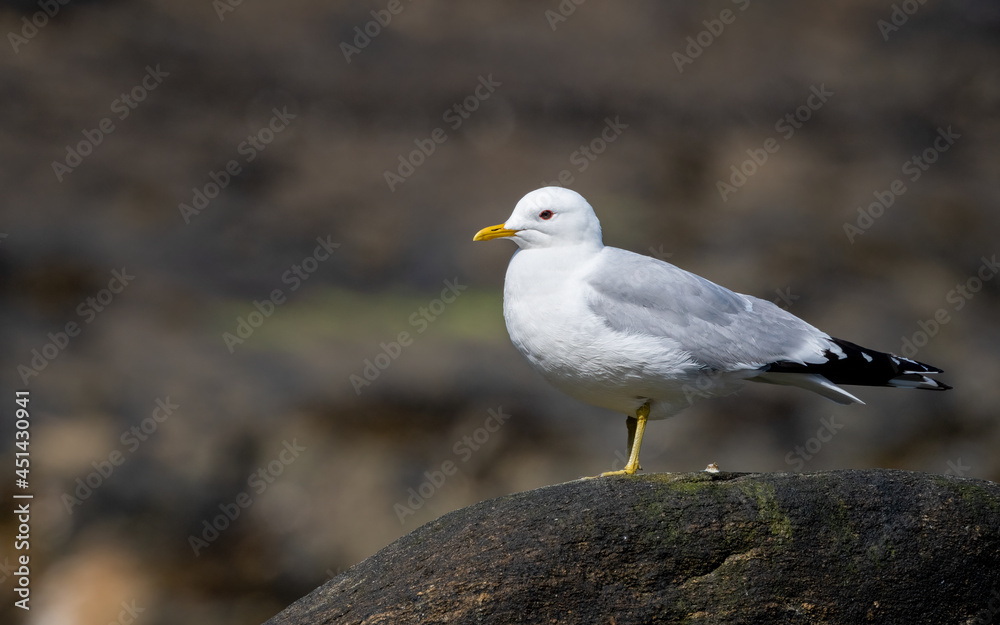 Seagull (Laridae) portrait with the ocean and negative copy space Seagull (Laridae) portrait with the ocean and negative copy space