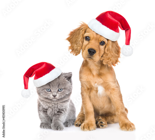 Cute kitten and  Spaniel puppy wearing red christmas hats sit in front view and look at camera. isolated on white background © Ermolaev Alexandr