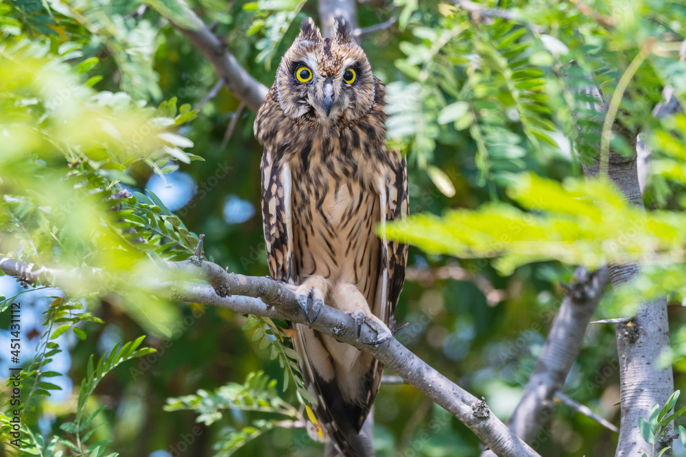 Obraz premium Portrait of the short-eared owl Asio flammeus. An owl hides on the branches of a tree on a hot day