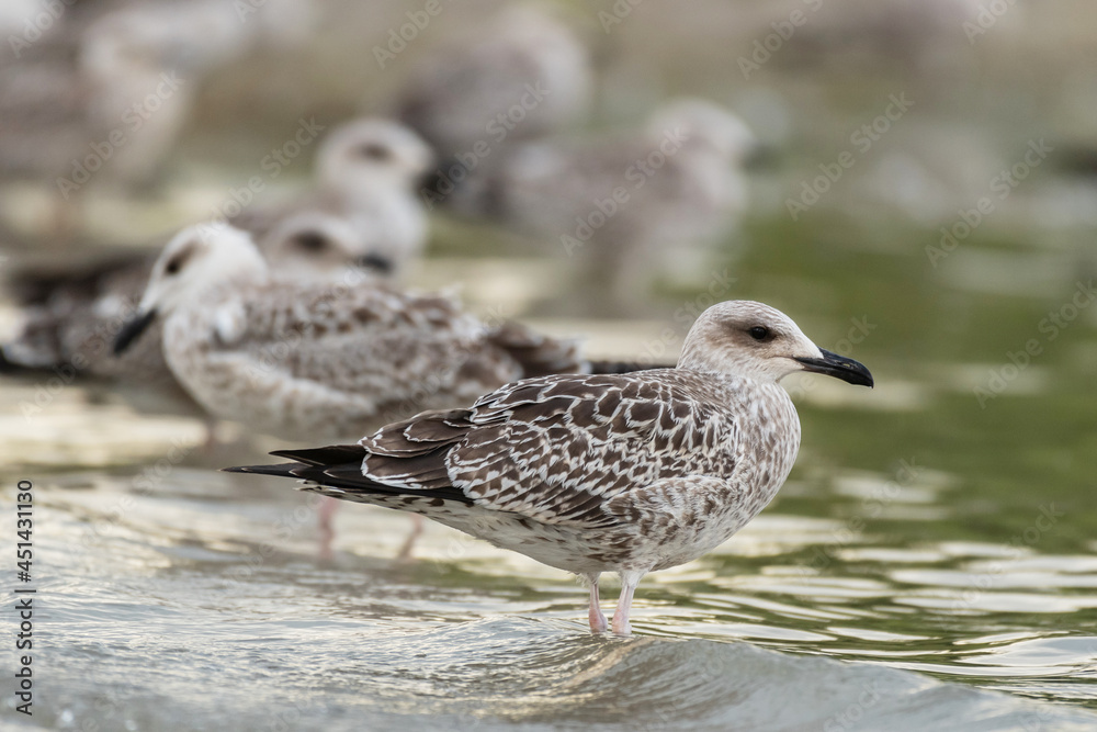 The Yellow-legged Gull Larus michahellis, is a large gull of Europe, the Middle East and North Africa The Yellow-legged Gull Larus michahellis, is a large gull of Europe, the Middle East and North Africa