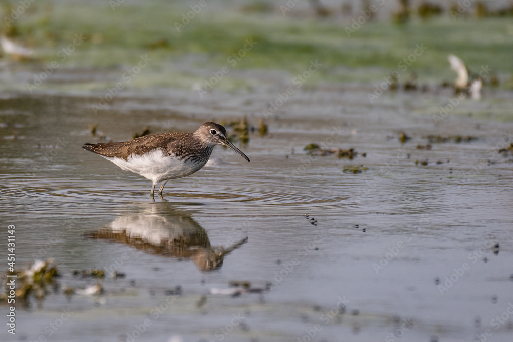 Green sandpiper, Tringa ochropus, single bird in water, in the wild Green sandpiper, Tringa ochropus, single bird in water, in the wild