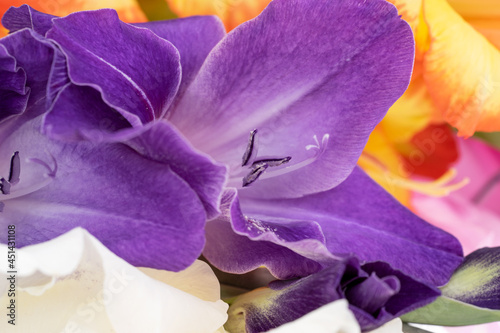 Purple gladiolus macro flower with pistils. Purple floral botanical backdrop made of macro close up