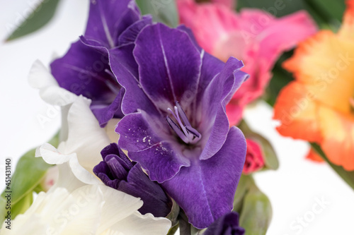 Purple gladiolus macro flower with pistils. Purple floral botanical backdrop made of macro close up