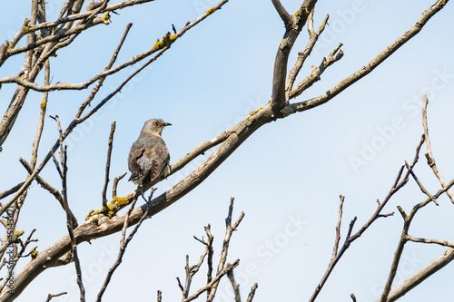 Common cuckoo Cuculus canorus in the wild sitting on a branch