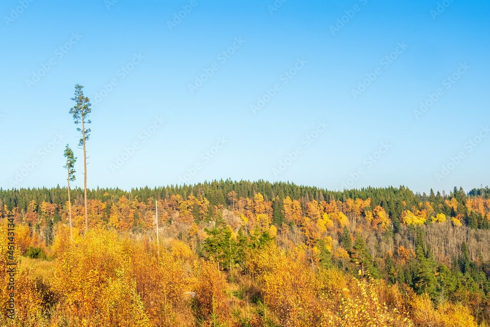 Fototapeta premium Tall pines in a forest with beautiful autumn colors