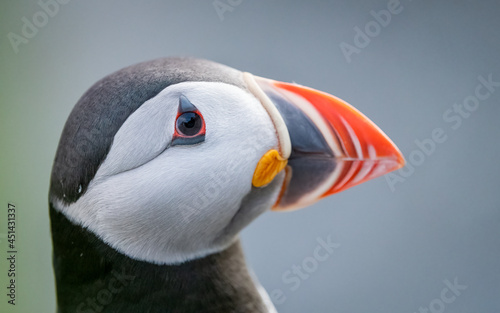 Atlantic puffin (Fratercula arctica) from Norway portrait with negative space  © CecilieBerganStuedal