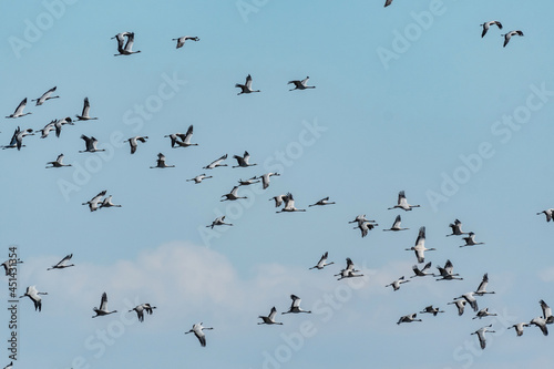 A large group of flying cranes on the background of the sky. Demoiselle crane or Grus virgo