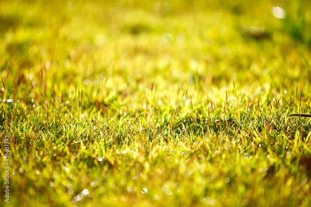 abstract natural background green bokeh blur abstract natural background green bokeh blur