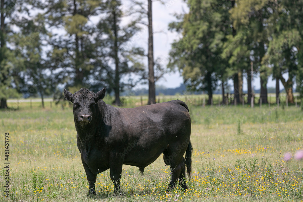 angus angus