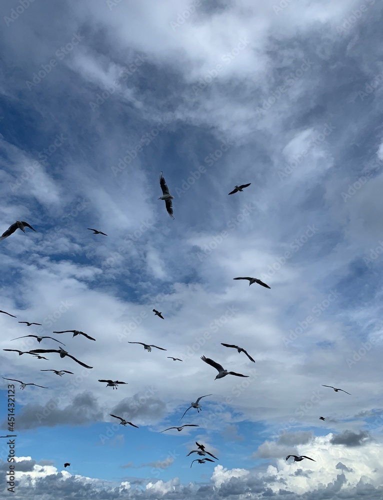 Big flying seagulls in the cloudy sky Big flying seagulls in the cloudy sky