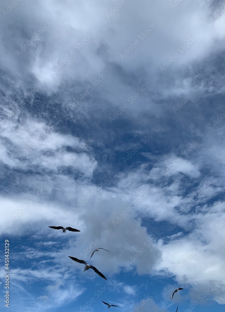 Big flying seagulls in the cloudy sky