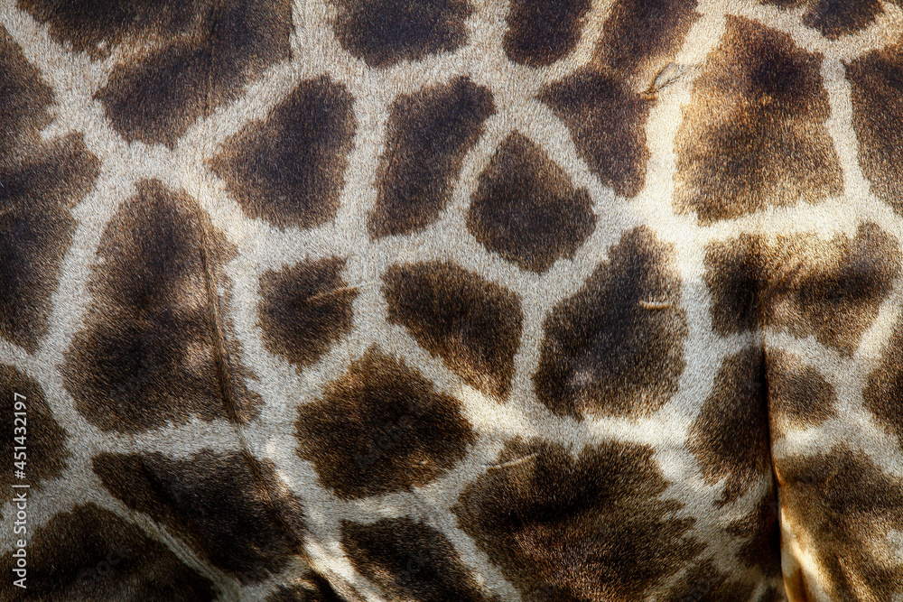 Genuine leather skin of giraffe with light and dark brown spots,Leather giraffe,leather,giraffe,textured skin of giraffe, textured skin . Genuine leather skin of giraffe with light and dark brown spots,Leather giraffe,leather,giraffe,textured skin of giraffe, textured skin .