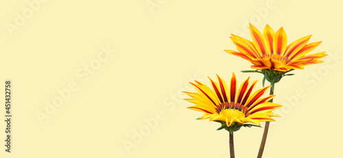Mothers Day card with gazania flowers and copy space