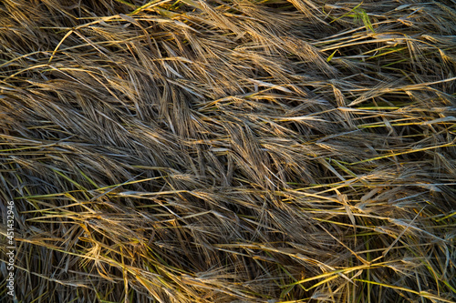 Background from ears of ripe wheat.