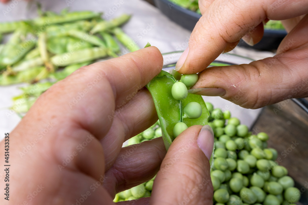 Woman removing raw green peas from shell, fresh winter vegetables, healthy foods Woman removing raw green peas from shell, fresh winter vegetables, healthy foods
