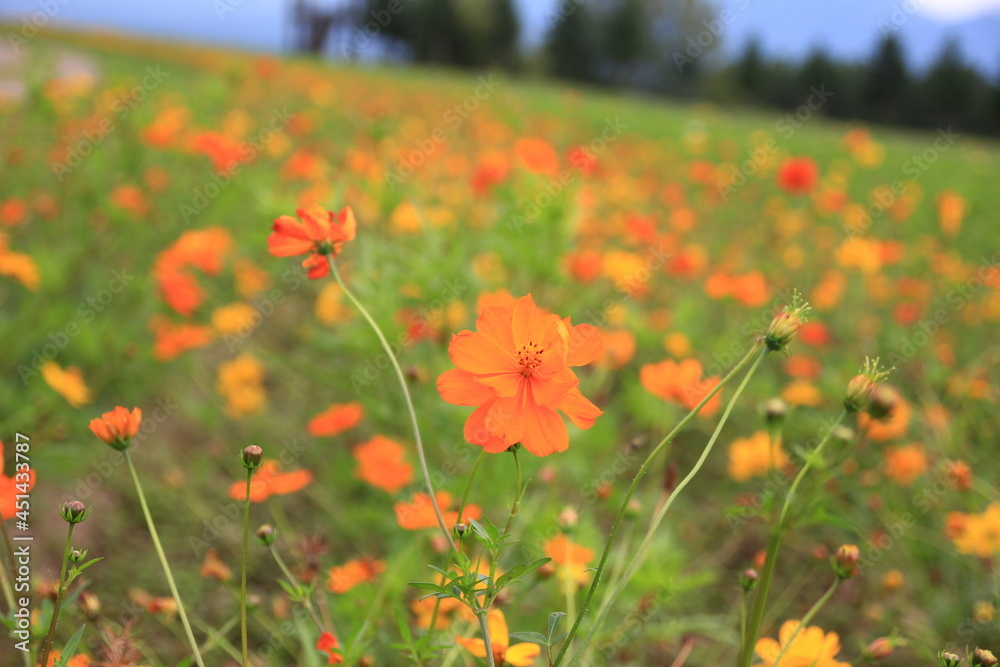 北海道の風景、フラワーランドかみふらの。赤、白、黄色、オレンジ、紫などカラフルな花が、広大な北海道の大地に整然と並び美しい景色を作り上げる。