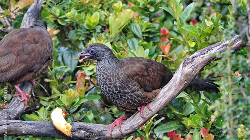 Wallpaper Mural Andean guan (Penelope montagnii) eating a banana while perched in a tree in Yanacocha Ecological Reserve, outside of Quito, Ecuador Torontodigital.ca