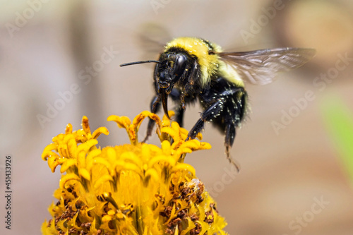 Bumblebee Landing on a Flower