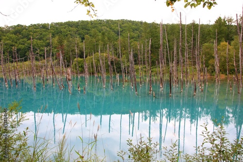 北海道の風景。青い池。水酸化ナトリウム等のびりゅーしにより池の水は美しい青い色をしている。池には何本もの枯れ木が立つ。 photo