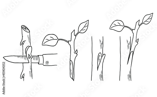 Budding form of grafting. Cutting bud from twig vector illustration. Vegetative propagation. Outline black and white drawing