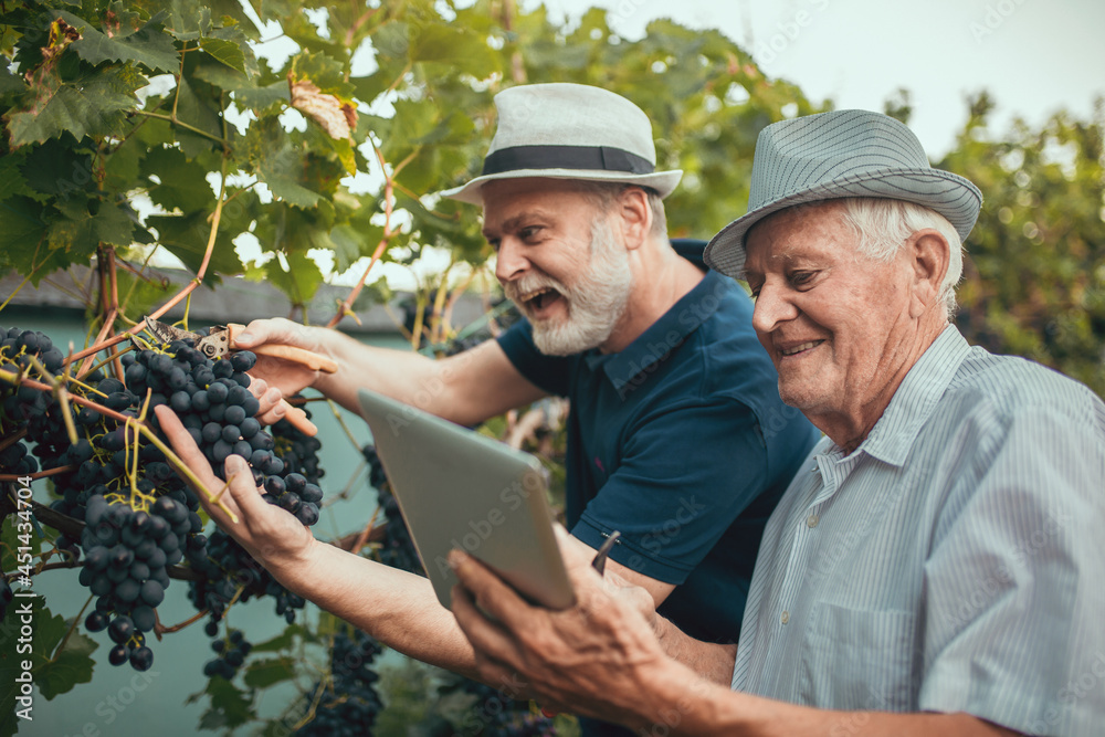 Senior men harvesting grapes in the vineyard Senior men harvesting grapes in the vineyard