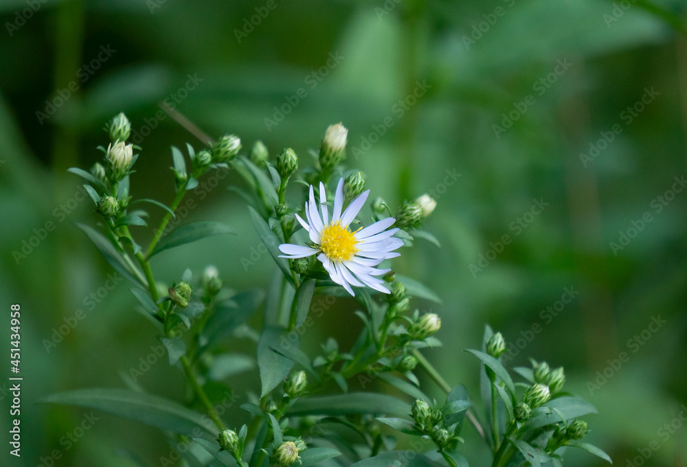 Calmomile flower in a greenery background