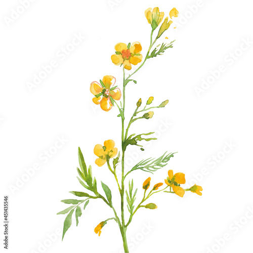 Watercolor wildflowers. Illustration of meadow flowers. Tanacetum  Ranunculus buttercups  spearworts  water crowfoots  Melampyrum nemorosum  Lathyrus pratensis  meadow vetchling  Centaurea.