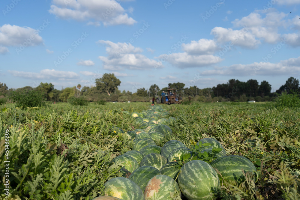 Fototapeta premium Collect watermelons in the field