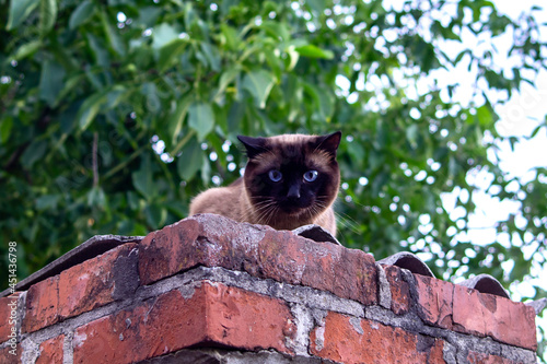 Thai Siamese cat with blue eyes and fluffy fur sits on a brick fence. Cat on a walk.