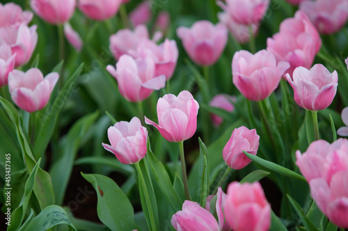 Close up flowers background. Amazing view of colorful pink tulip flowering in the garden and green grass landscape at sunny summer or spring day.