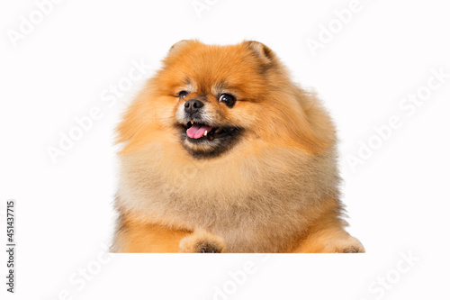 Portrait of a cheerful red spitz. Isolated on a white background. High quality photo