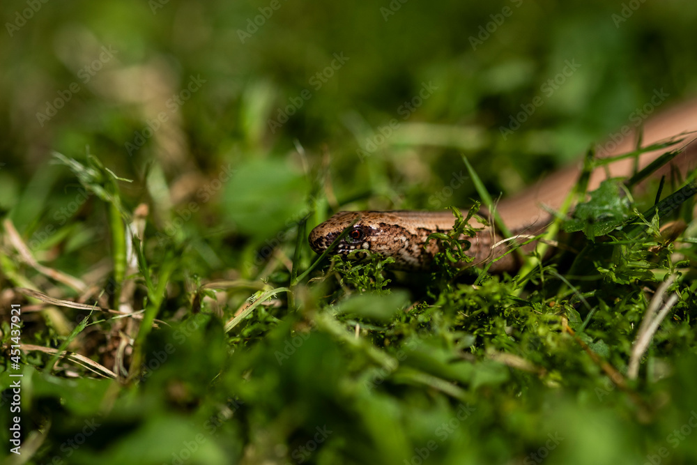 Slow worm