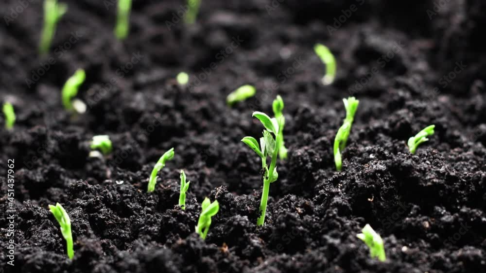 Growing plants in spring timelapse, sprouts germination from seeds, newborn pea plant, Farming concept 4k Nature Growing plants in spring timelapse, sprouts germination from seeds, newborn pea plant, Farming concept 4k Nature