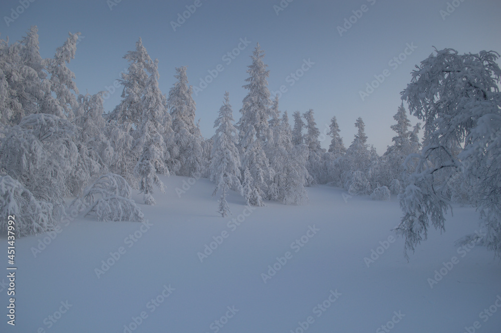 Naklejka premium snow covered trees in winter
