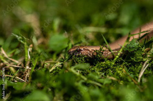 Slow worm