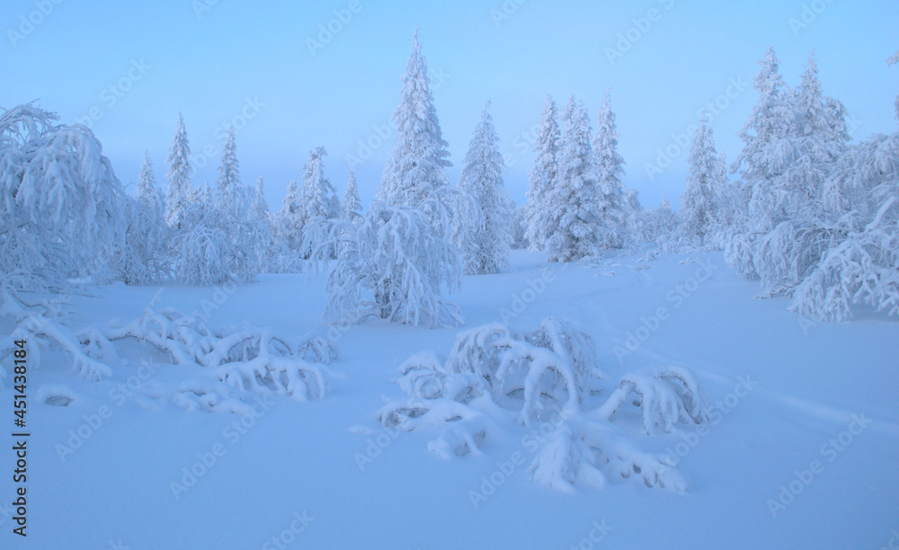 snow covered trees in winter snow covered trees in winter
