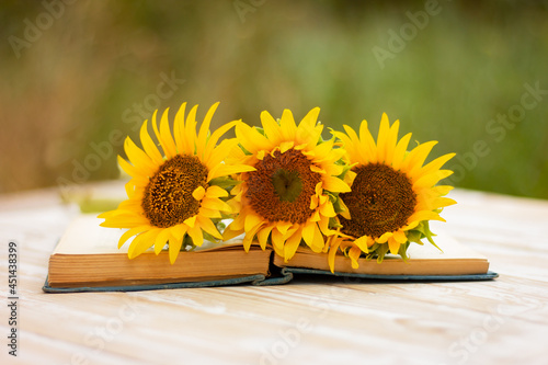three beautiful yellow sunflower flowers on an open book on a table in the garden
