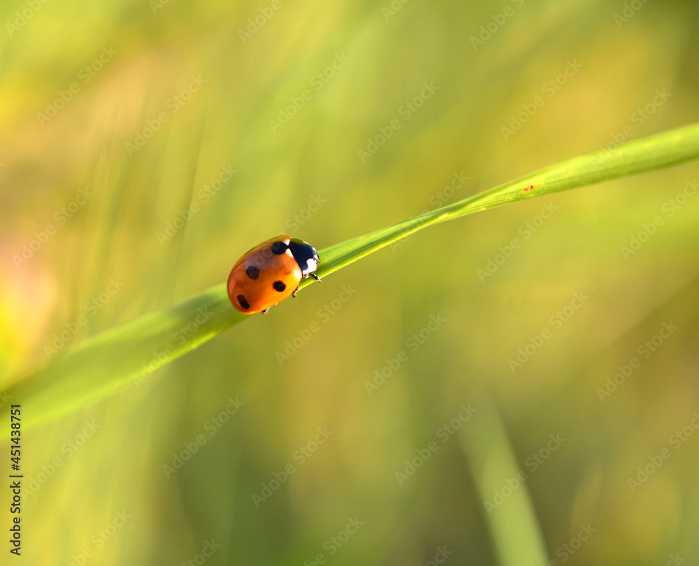 Obraz premium ladybug on grass