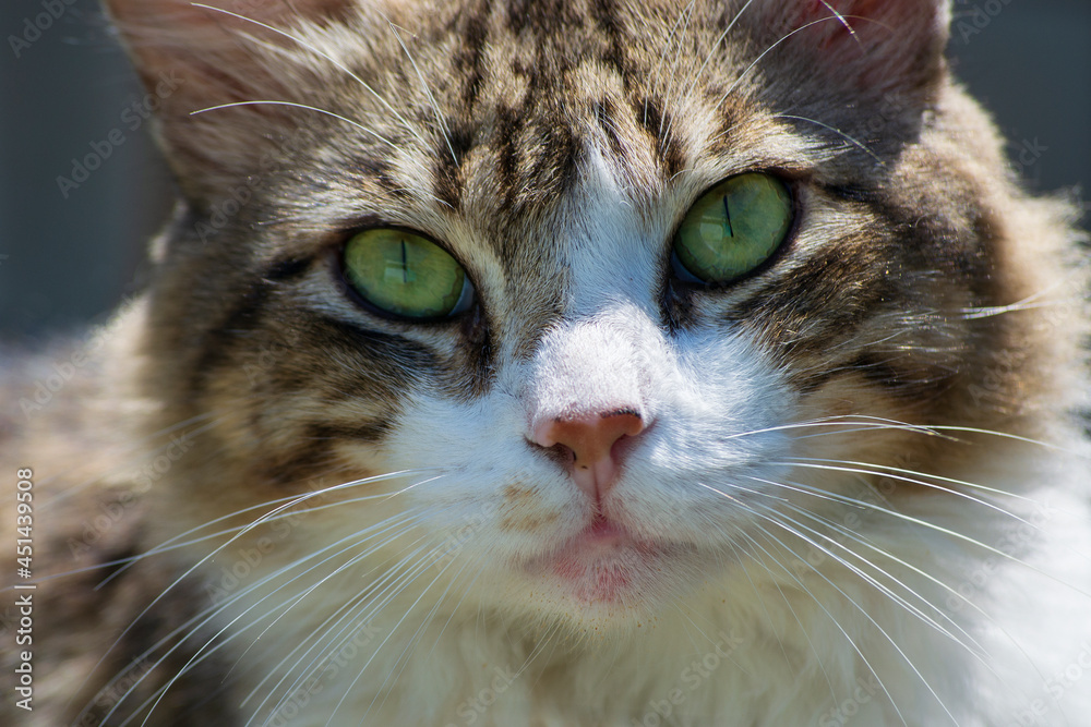 Cat with long coat in the city of Rio de Janeiro, Brazil.