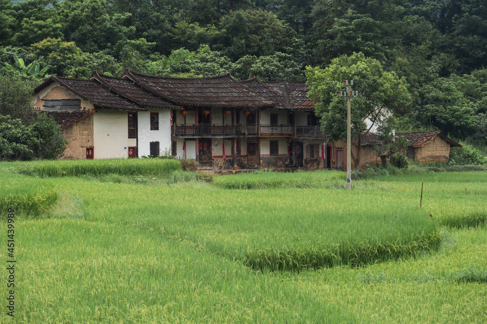 Green rice grows in the paddy field, and there is an old house in the middle of the paddy field;